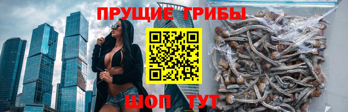 Псилоцибиновые грибы Psilocybine cubensis  Ялта 